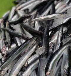 Fresh anchovies from the Cantabrian Sea at a market in San Sebastian